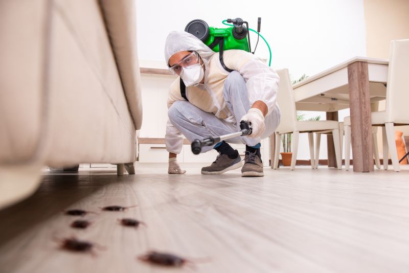 Black Ant Extermination