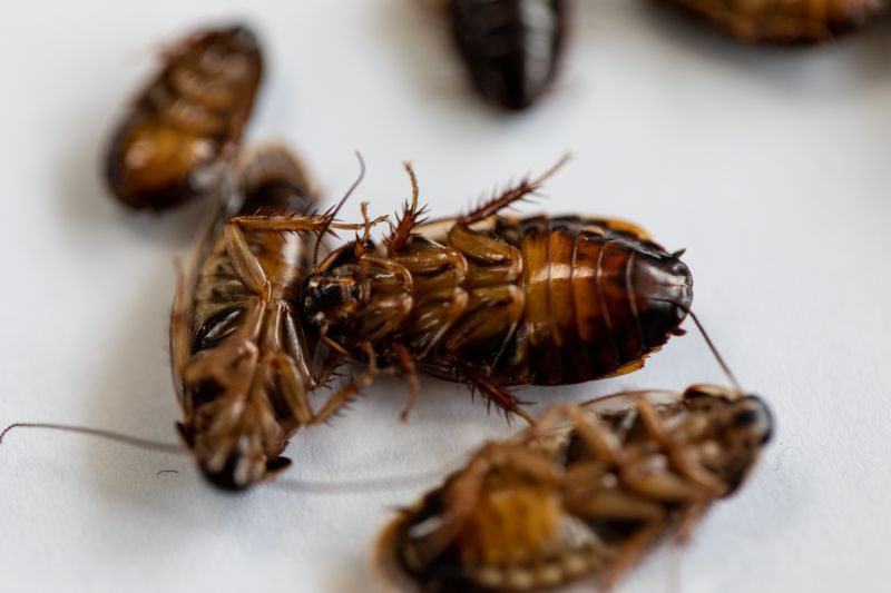 Red Ant Extermination