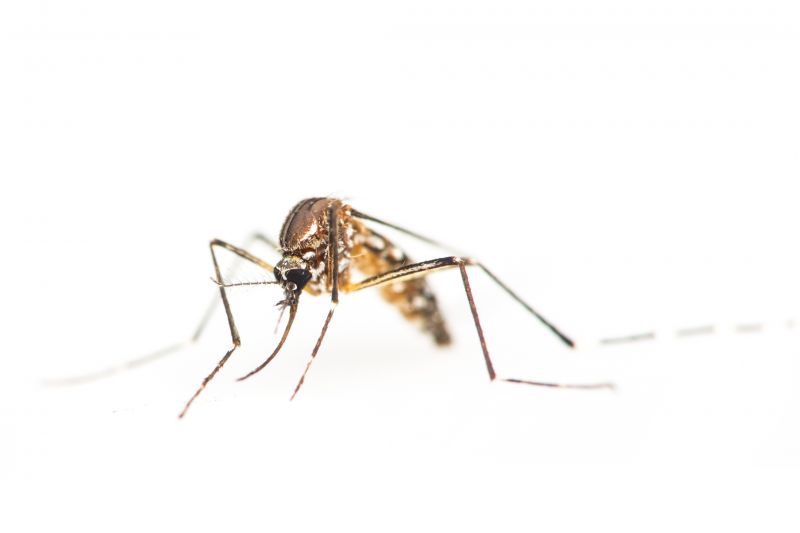 Mosquito Control Service